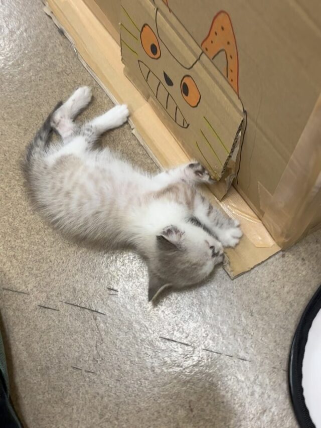 出勤前の朝の散歩中に見つけた猫ちゃん。発見時には虫の息でしたが、今では狩のマネごとまでする様になりました😊
飼い主様も決まりまして、もう少し体調が安定するまではイワタグループにいます！！
#機械加工 
#マシニング
#愛知製造業
#製造業
#動物保護
#保護猫
#関東製造業
#関西製造業