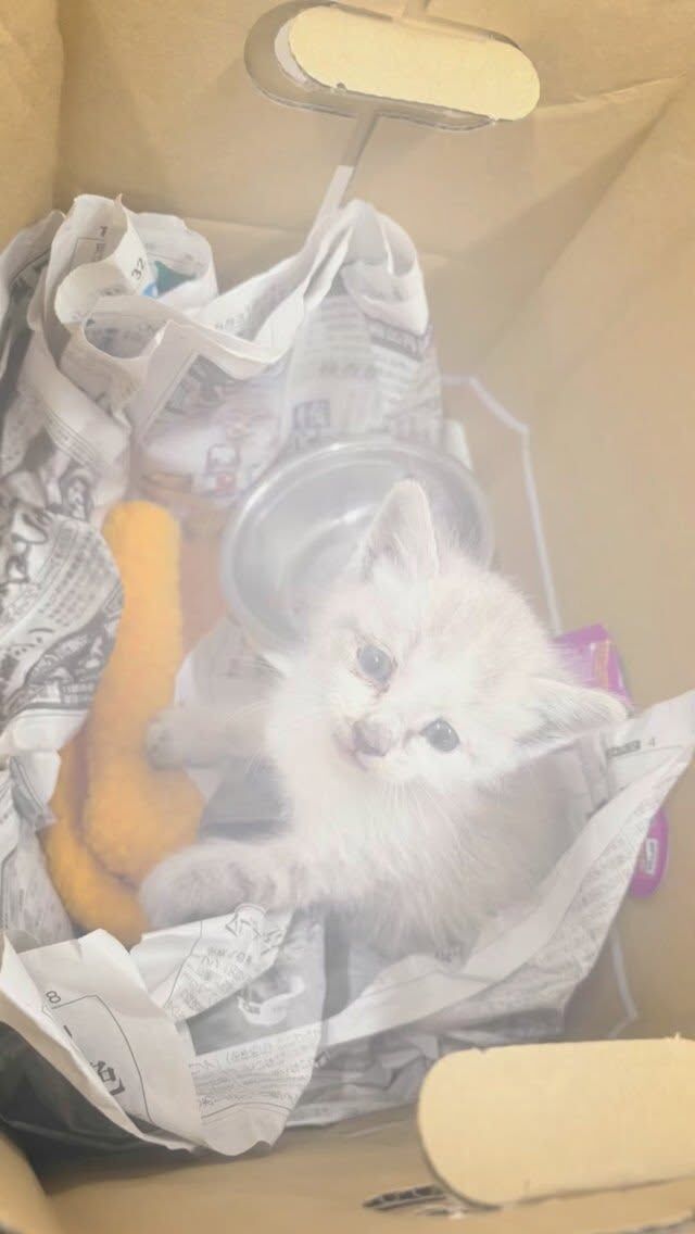 【ご報告】
無事に保護していた猫ちゃんの新しい家族が見つかりました！🐱🏠

最初は怯えていたこの子も、今では人に甘えるようになり…
優しい里親さんのもとで、きっとこれから温かい毎日が待っています✨️︎

ご協力、応援してくださった皆さま、本当にありがとうございました！！

#保護猫 
#里親さんが決まりました 
#短い間だったけど 
#楽しかったよ
#ありがとう 🤍