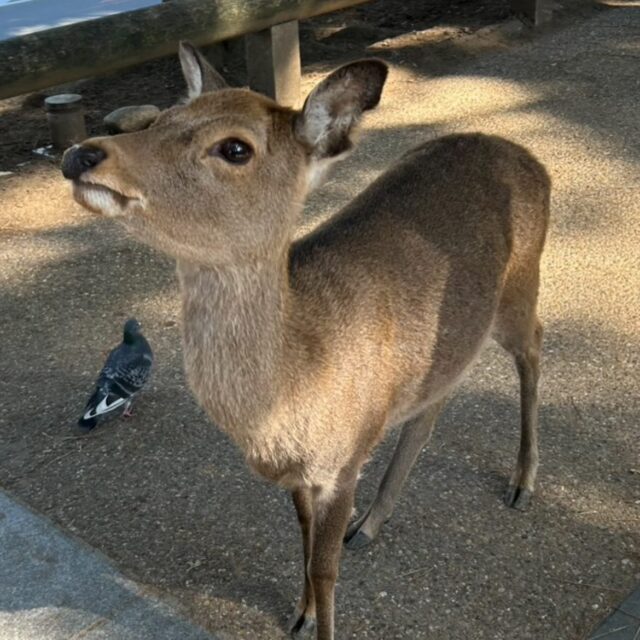 こんにちは😃
イワタ製造部です
奈良公園の興福寺に行ってきました
雲一つない晴天でとても気持ちよかったです
外国の方とシカの多さにびっくり👀
紅葉はまだ少し早かったかな

夜は福利厚生を利用して多度温泉へ♨️
露天風呂に入ってリフレッシュ！とても快適に過ごせました

福利厚生の充実したイワタで一緒に働いてくれる方お待ちしております！

#福利厚生

#名古屋
#機械要素技術展
#ものづくりワールド
#機械部品
#金属加工
#愛知
#東海
#関東
#マシニング
#機械加工
#町工場
#下町ロケット
#世田谷ベース
#筋トレ
#魂