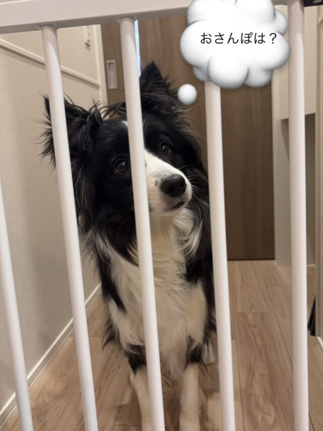 こんにちは😃
イワタテクノ営業部Nです！！

日課の🐕の散歩がだんだんつらくなってきました❄️
皆さんどうお過ごしでしょうか

今週雪予報が出ていますね
皆さんあたたかくして安全第一でお過ごしください。

#製造業　#事務所の日常
#切削加工　#スタッフ募集中
#マシニング　#いぬのいる暮らし